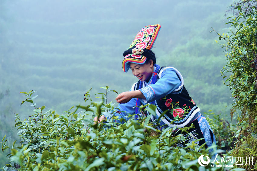 茶农忙采摘。李代华摄