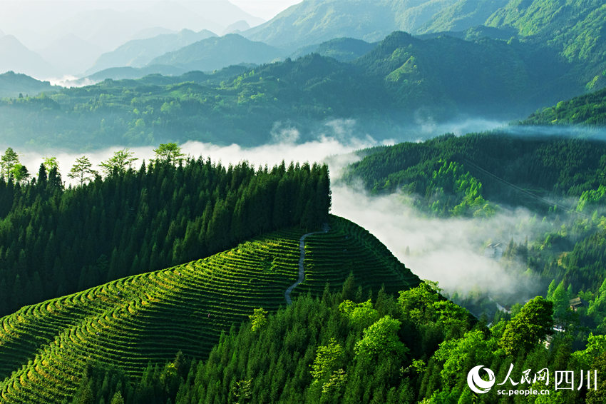 瓦屋山复兴村茶园。何泽琼摄